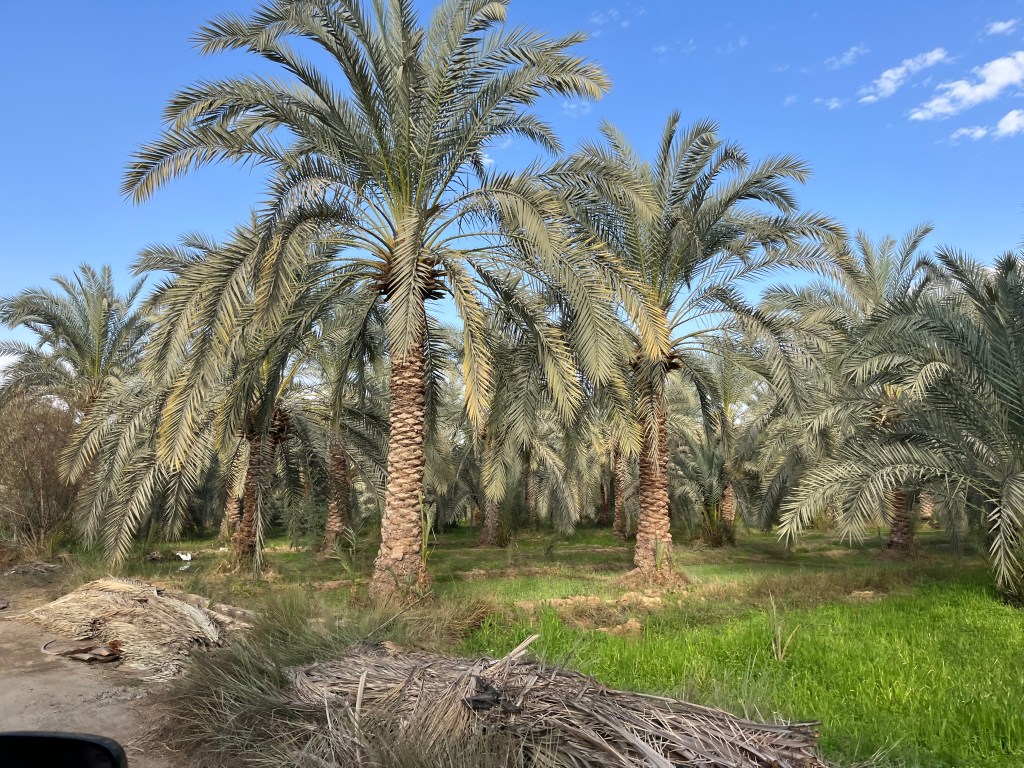 White Desert and Fayoum Oasis Adventure