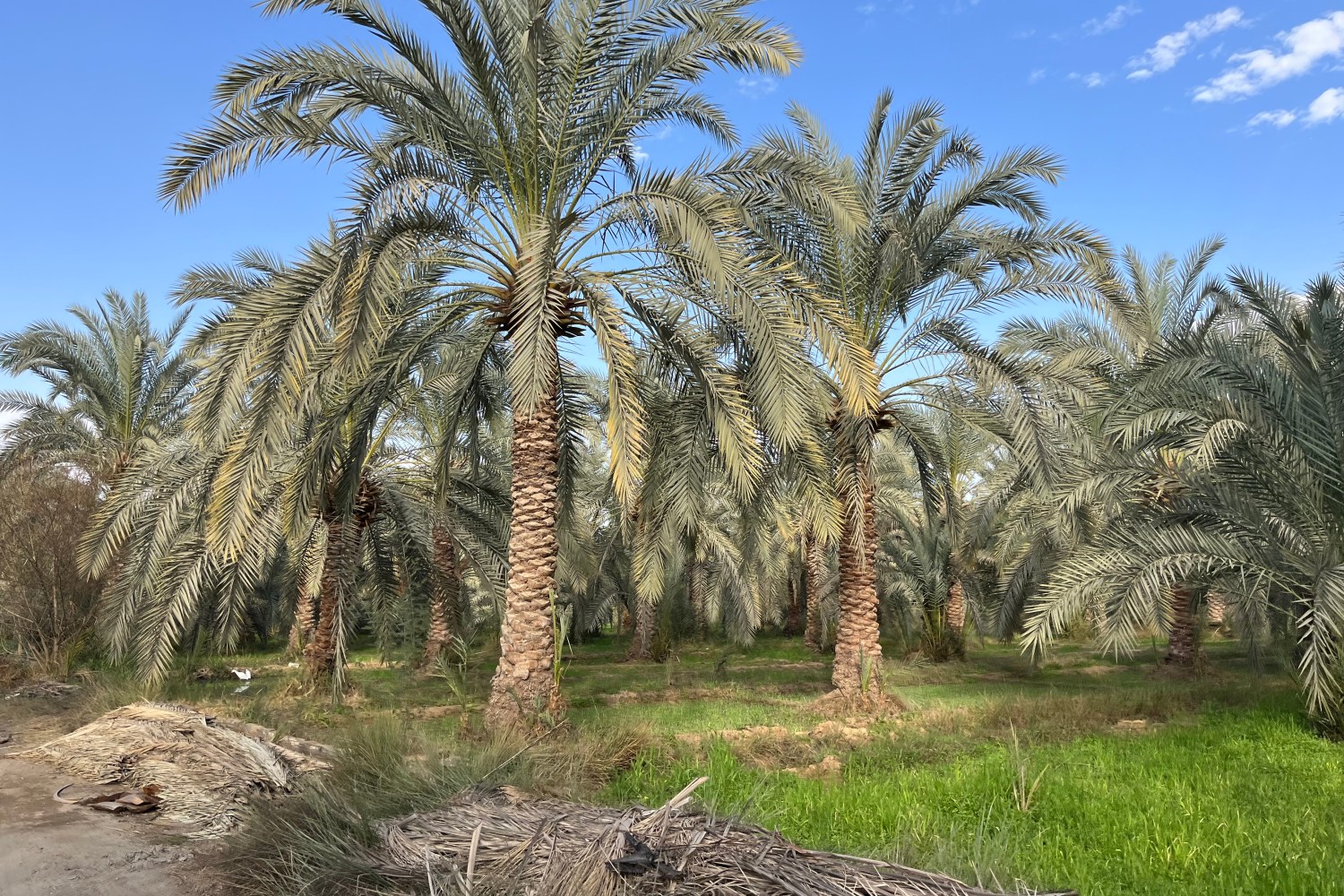 Bahariya Oasis: Gateway to the Western Desert