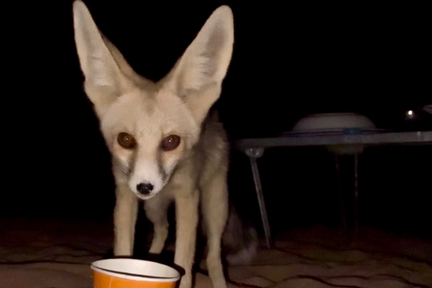 Discovering the wildlife of the Western Desert