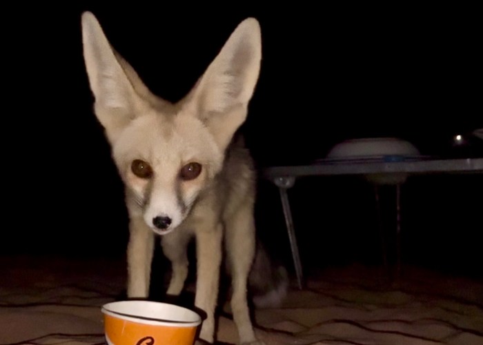 Discovering the wildlife of the Western Desert