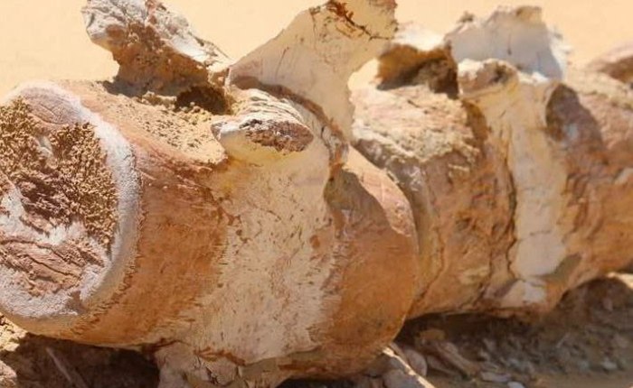 Fayoum desert trip from Cairo